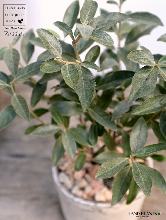 鉢植え/植木 ロシアンオリーブオリーブ(ヤナギバグミ)2