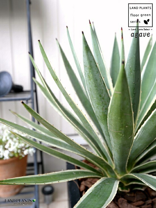 アガベ 観葉植物 黒い鉢 dショッピング |アガベ（ベネズエラ） ブラック セラアート鉢 8号