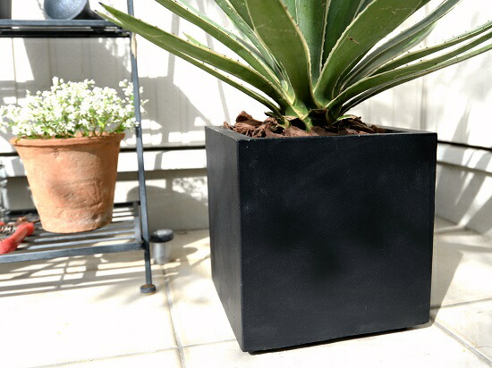 br><br>アガベ（ハクセンコウ） 黒色 ファイバー キューブ型 陶器鉢