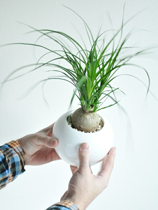 br> <br>new!! トックリラン（ノリナ） 白色丸型陶器鉢に植えた 幹の