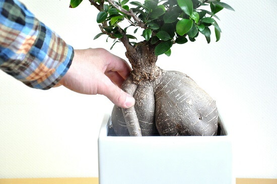 br><br>【送料0円】【樹形を選べます】<br>超幹太 一つ一つ個性