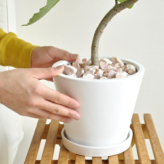 フィカス・ラベンダー 床から約８0cm 白い陶器鉢 dショッピング |植木鉢 リスブロン 猫脚スクエアポット Lサイズ