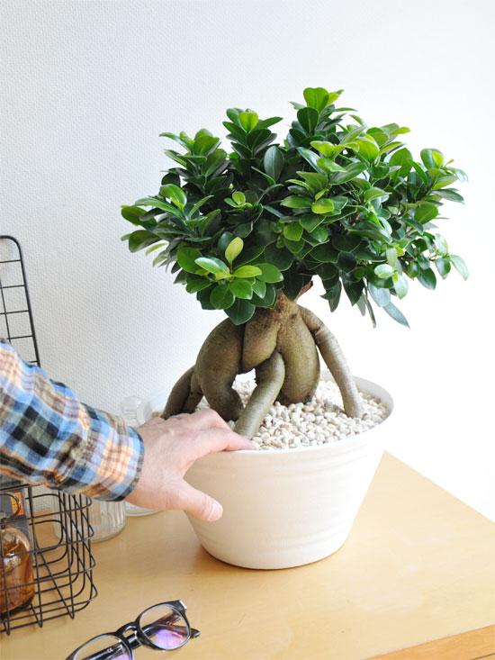 br><br>【樹形を選べる】<br> 選べる 超幹太 特大ガジュマル