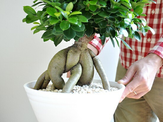 ガジュマル盆栽　我樹丸　パンダガジュマル dショッピング |【樹形を選べる】 選べる 超幹太 特大ガジュマル 盆栽