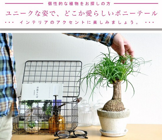 トックリラン　幹太 br><br>トックリラン（幹太） 石模様のセメントポット Mサイズ <br>幹