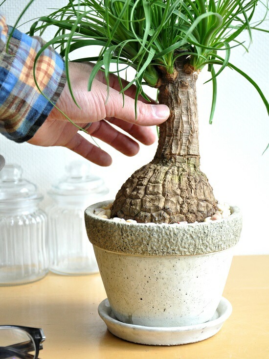 トックリラン　幹太 br><br>トックリラン（幹太） 石模様のセメントポット Mサイズ <br>幹