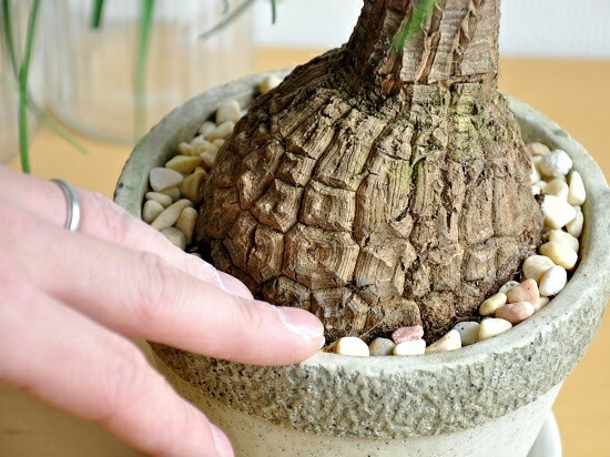 br><br>トックリラン（幹太） 石模様のセメントポット Mサイズ <br>幹