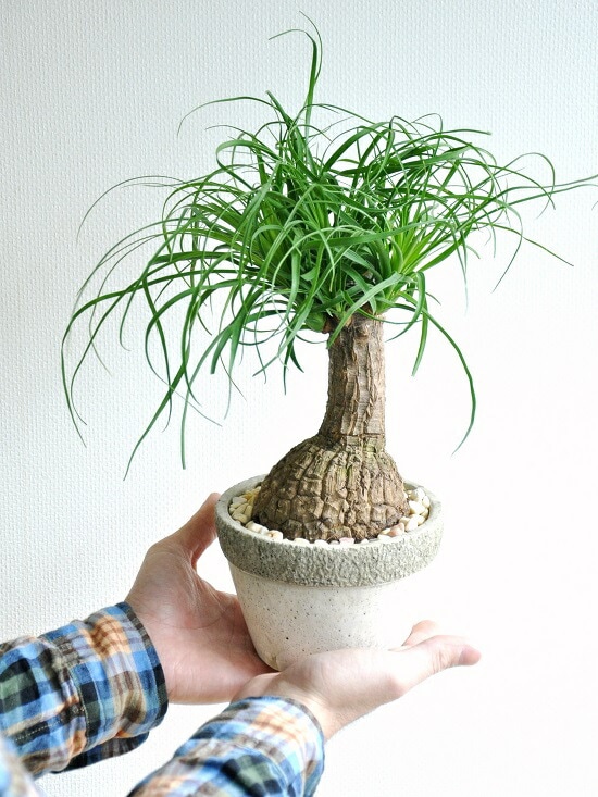 トックリラン　幹太 br><br>トックリラン（幹太） 石模様のセメントポット Mサイズ <br>幹