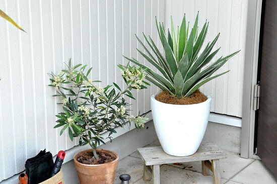 br><br>アガベ（白閃光：ハクセンコウ） 白色 エッグ型 ラウンド陶器鉢