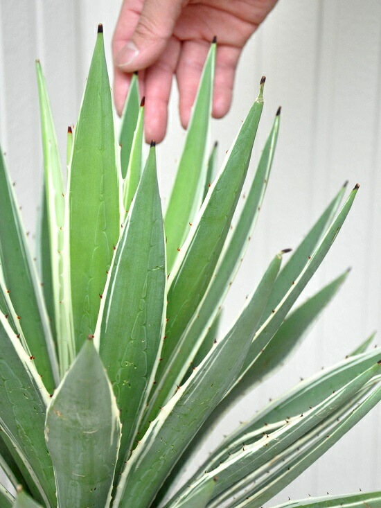 アガベ　ハクセンコウ　リュウゼツラン60cm 楽天市場】アガベ ハクセンコウ : 花右衛門