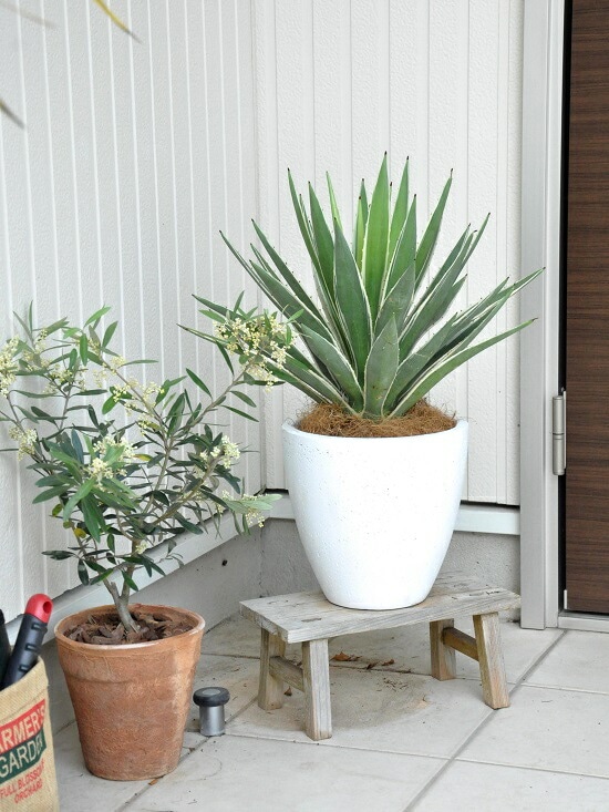 br><br>アガベ（白閃光：ハクセンコウ） 白色 エッグ型 ラウンド陶器鉢