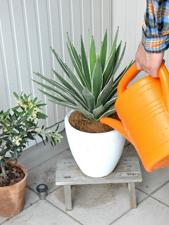 アガベ　ハクセンコウ　リュウゼツラン60cm アガベ ハクセンコウ リュウゼツラン カキコ - メルカリ