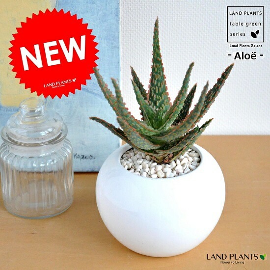 大サイズ 45センチ アロエ フラミンゴ 陶器鉢 アロエ 観葉植物