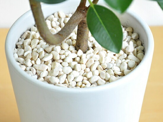 ハリー　大型　フランスゴムの木　螺旋仕立て　陶器鉢　植え込み発送 br><br>フランスゴム（大葉曲がり） 白色 スリム型 トール陶器鉢 <br