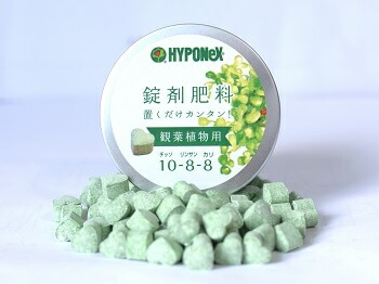 アガベ　ハクセンコウ　【管理番号4】検)ミルキーホワイト　リップルエフェクト アガベ ハクセンコウ 【管理番号4】検)ミルキーホワイト