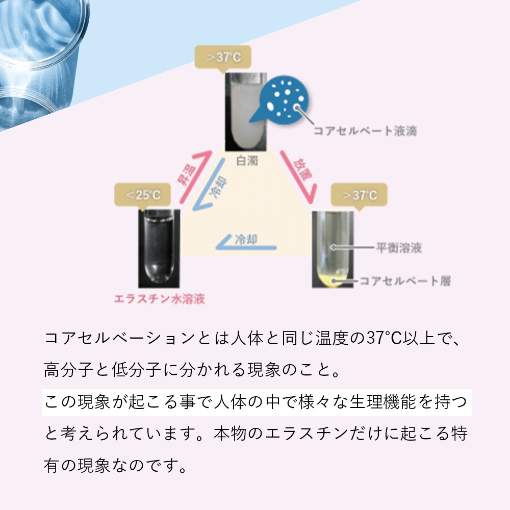 季令（KIREI） エラスチンカプセル 100粒 高純度エラスチン 100％天然由来 コラーゲン エラスチン ヒアルロン酸