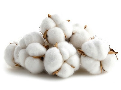 シロバナワタ種子油