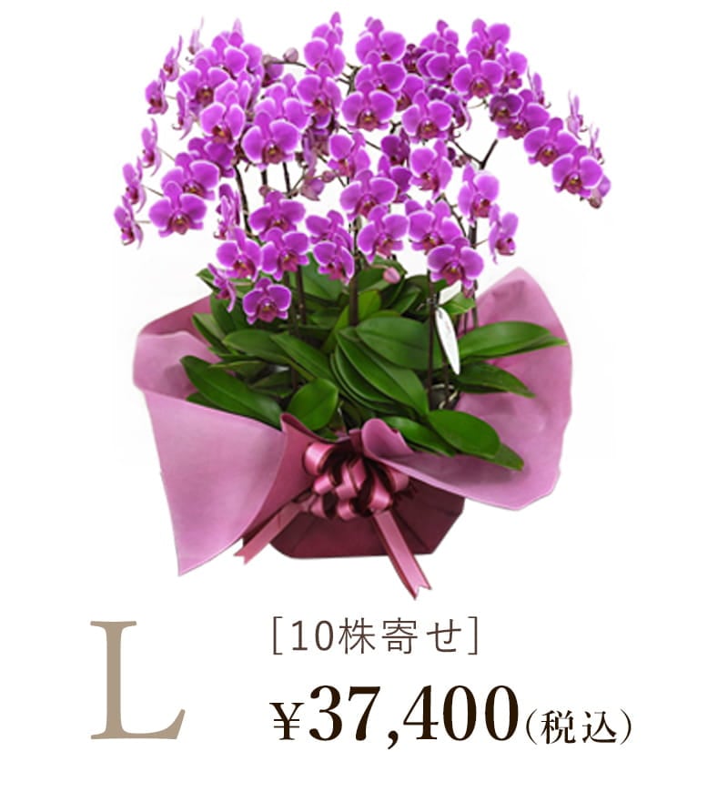 胡蝶蘭シェアオーキッド10株寄せLサイズの値段