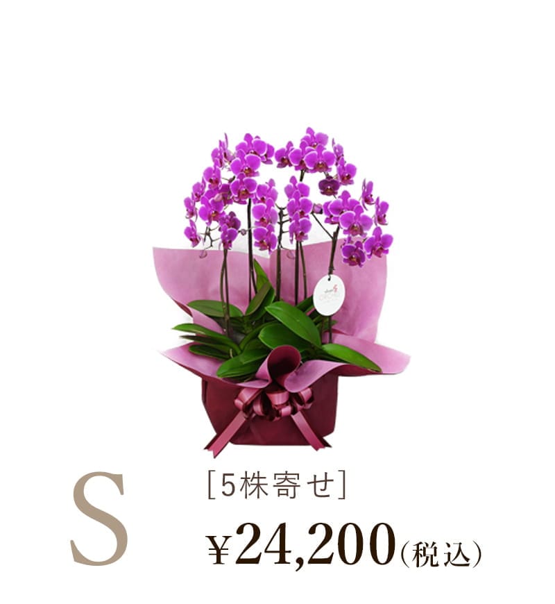 胡蝶蘭シェアオーキッド5株寄せSサイズの値段