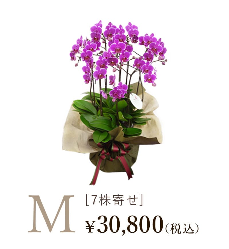 胡蝶蘭シェアオーキッド7株寄せMサイズの値段