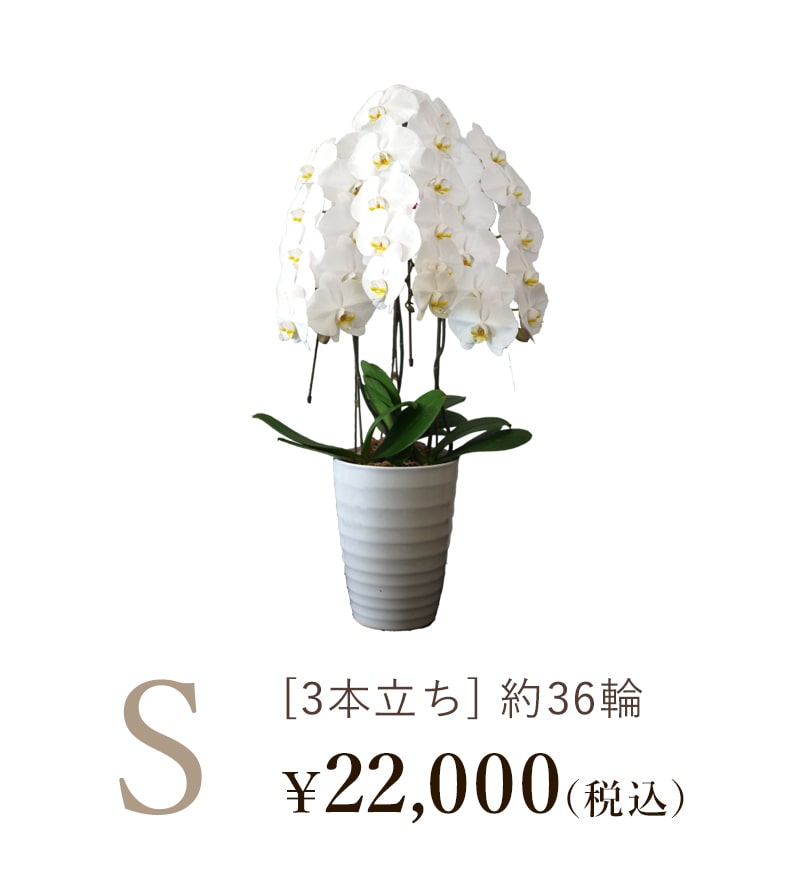 胡蝶蘭3本立ちSサイズの値段