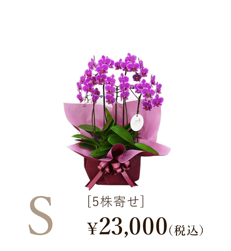 胡蝶蘭シェアオーキッド5株寄せSサイズの値段