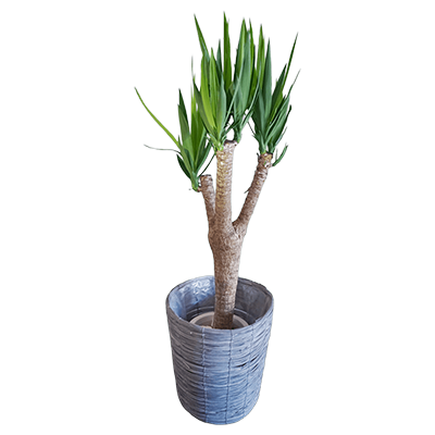 観葉植物