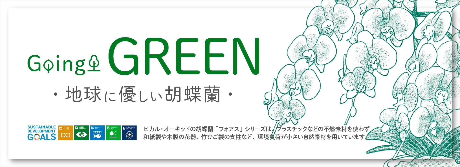 産地直送】椎名洋ラン園 ミディ胡蝶蘭4号鉢2本立ち|白系|送料込み 産地直送】椎名洋ラン園 ミディ胡蝶蘭4号鉢2本立ち|白系|送料込み