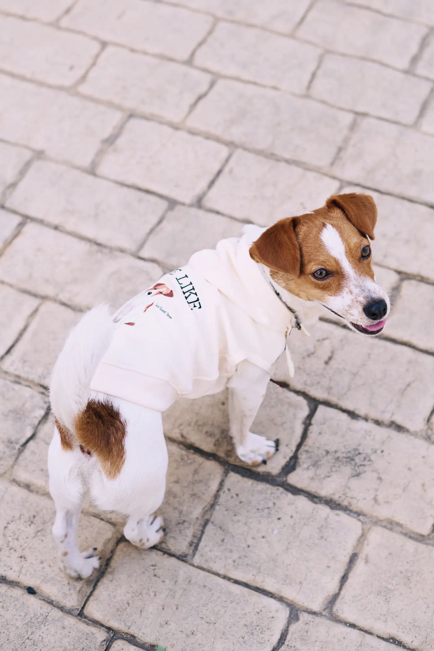 ライフライク【犬服グッズ専門店】