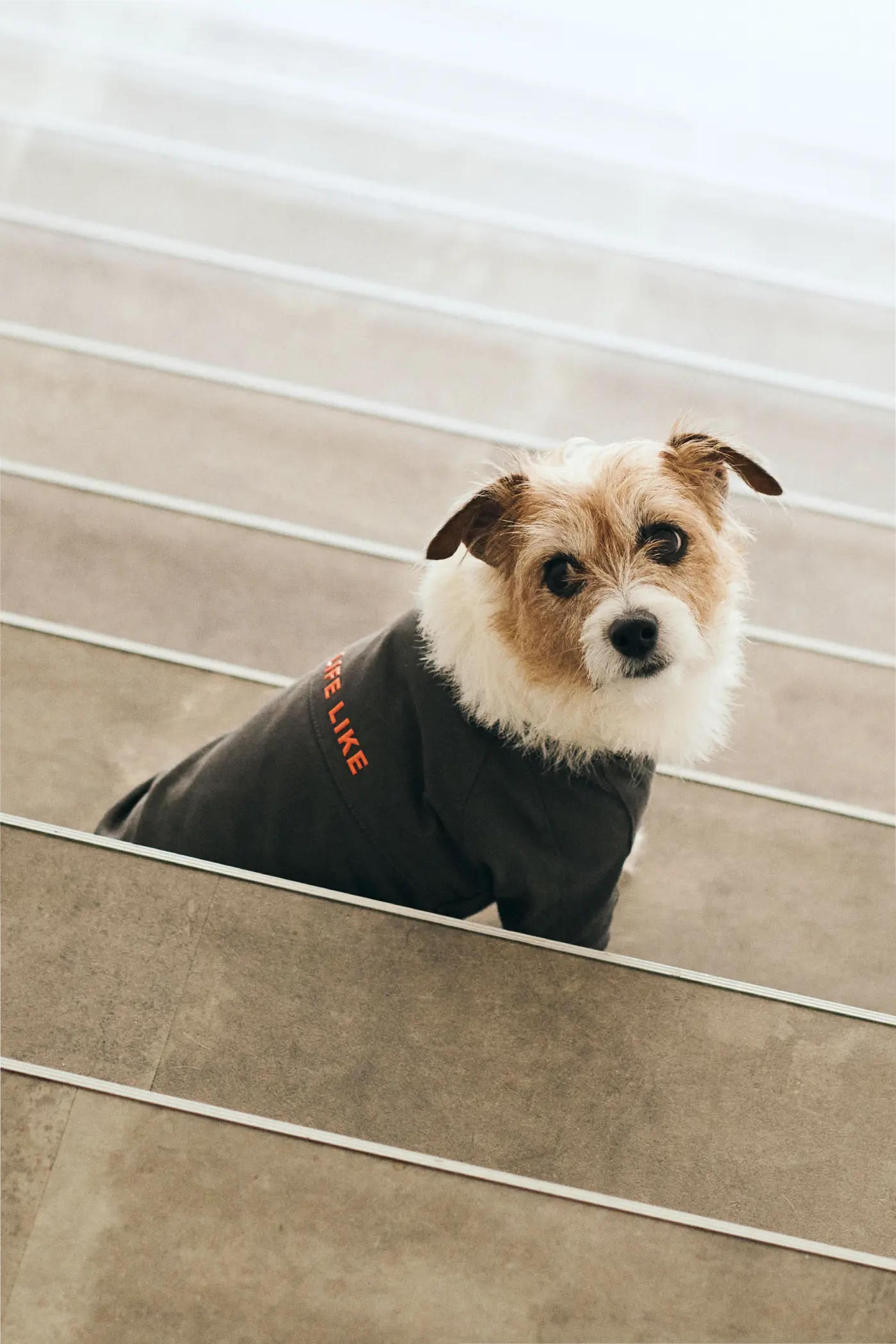 ライフライク【犬服グッズ専門店】