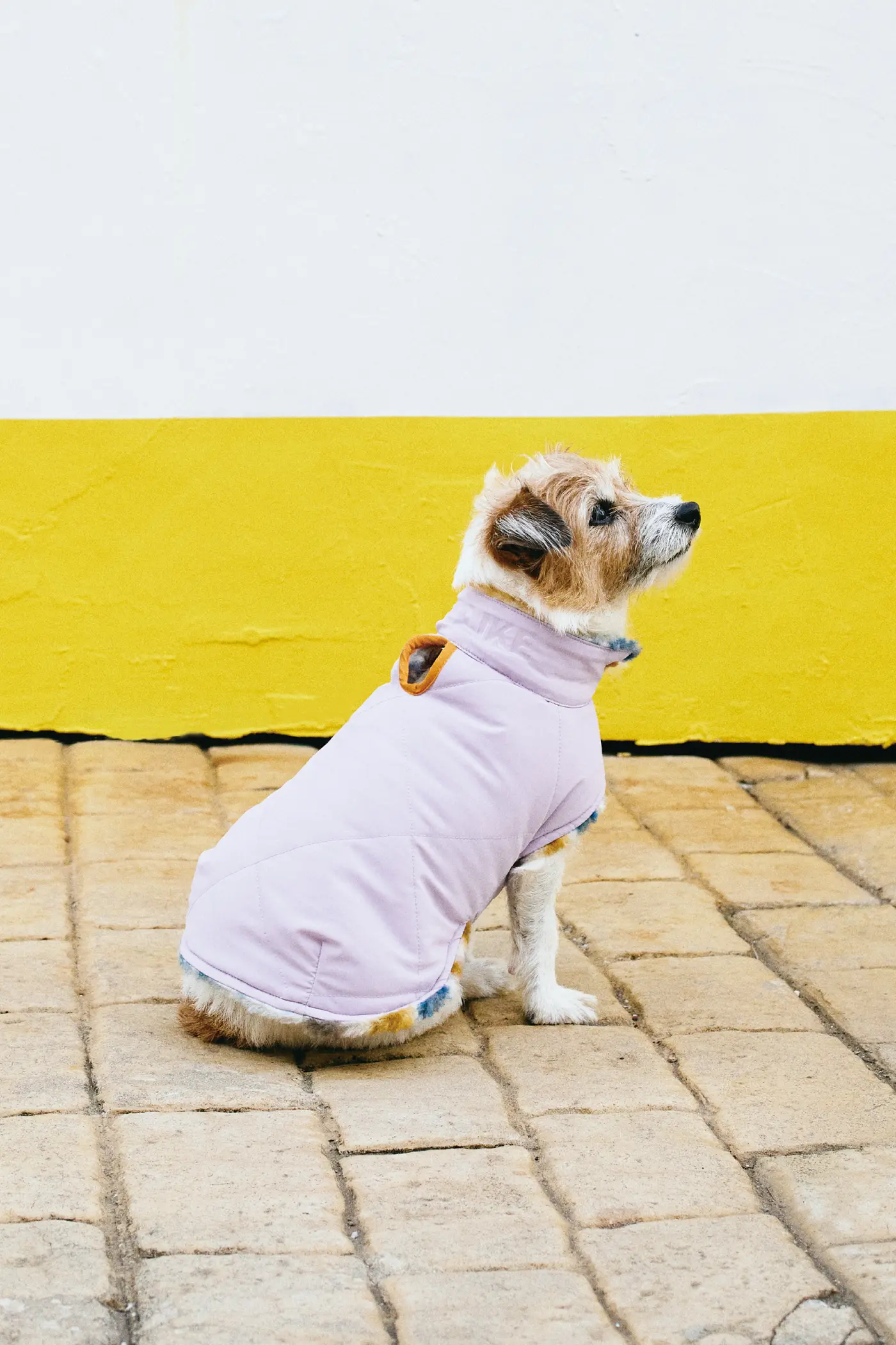 ライフライク【犬服グッズ専門店】