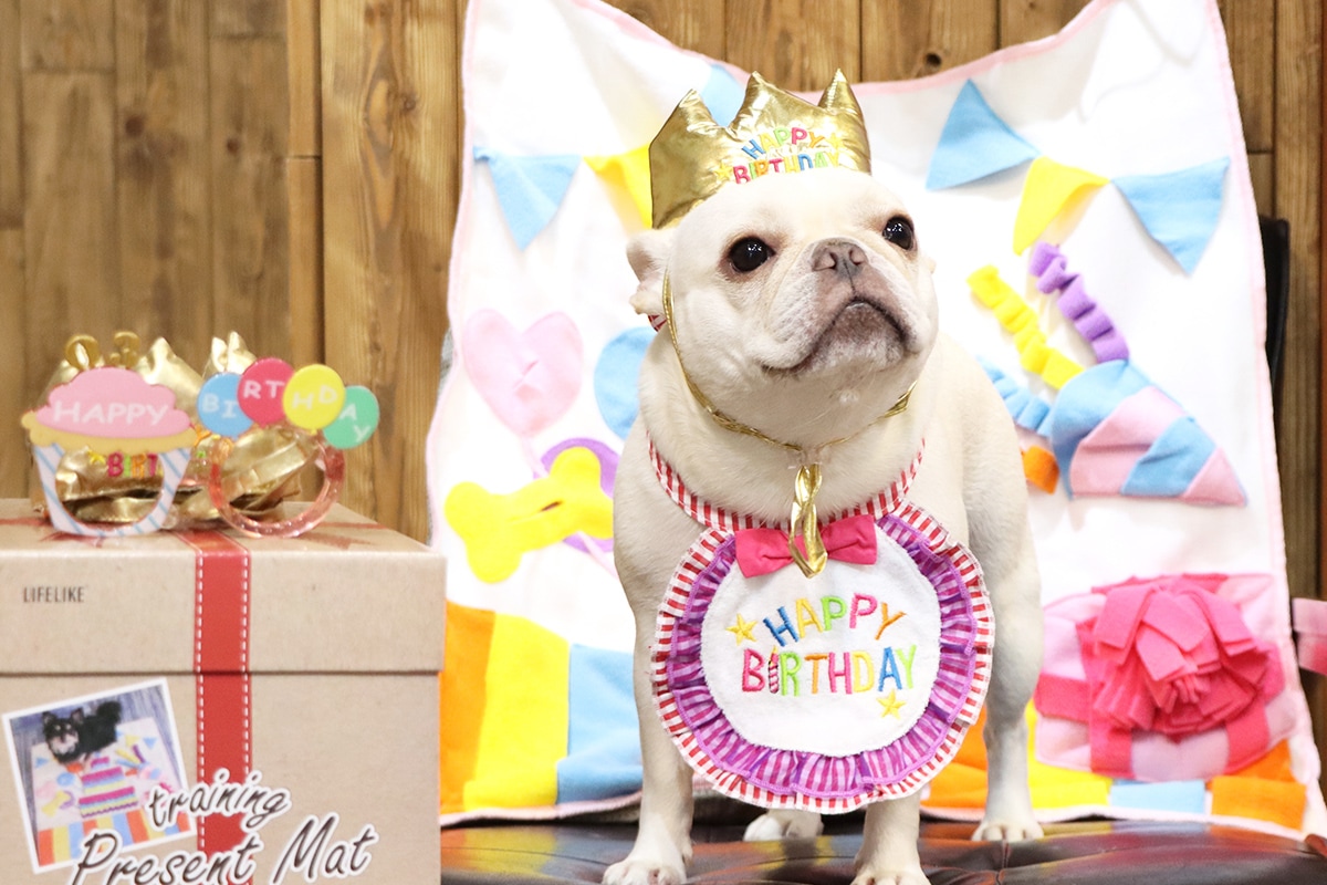 犬用 レインポンチョ カッパ 着せやすい シンプル かっこいい