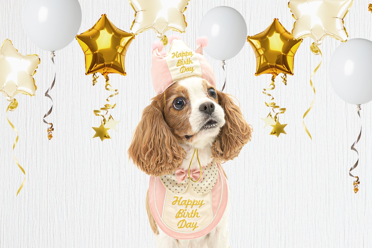 犬用 レインポンチョ カッパ 着せやすい シンプル かっこいい