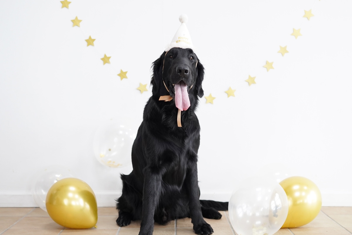 犬用 レインポンチョ カッパ 着せやすい シンプル かっこいい