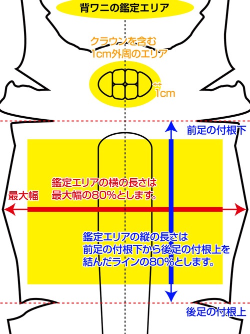 クロコダイル基準 切革が豊富なレザークラフト材料店 レザーマニア