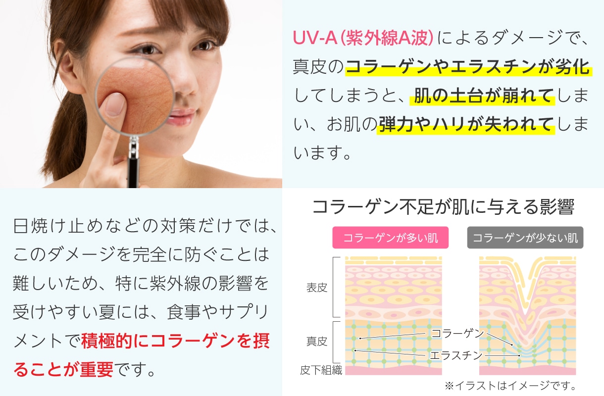 紫外線（UV-A）によるダメージで、真皮のコラーゲンやエラスチンが劣化してしまうと、肌の土台が崩れてしまい、お肌の弾力やハリが失われてしまいます。日焼け止めなどの対策だけでは、このダメージを完全に防ぐことは難しいため、特に紫外線の影響を受けやすい夏には、食事やサプリメントで積極的にコラーゲンを摂ることが重要です。