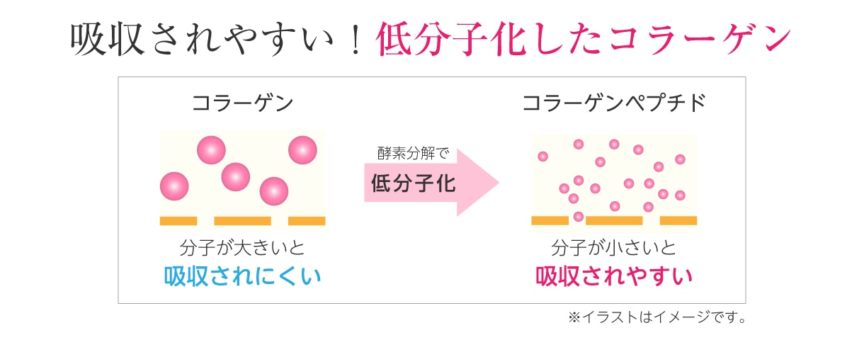 吸収されやすい低分子化したコラーゲンペプチド