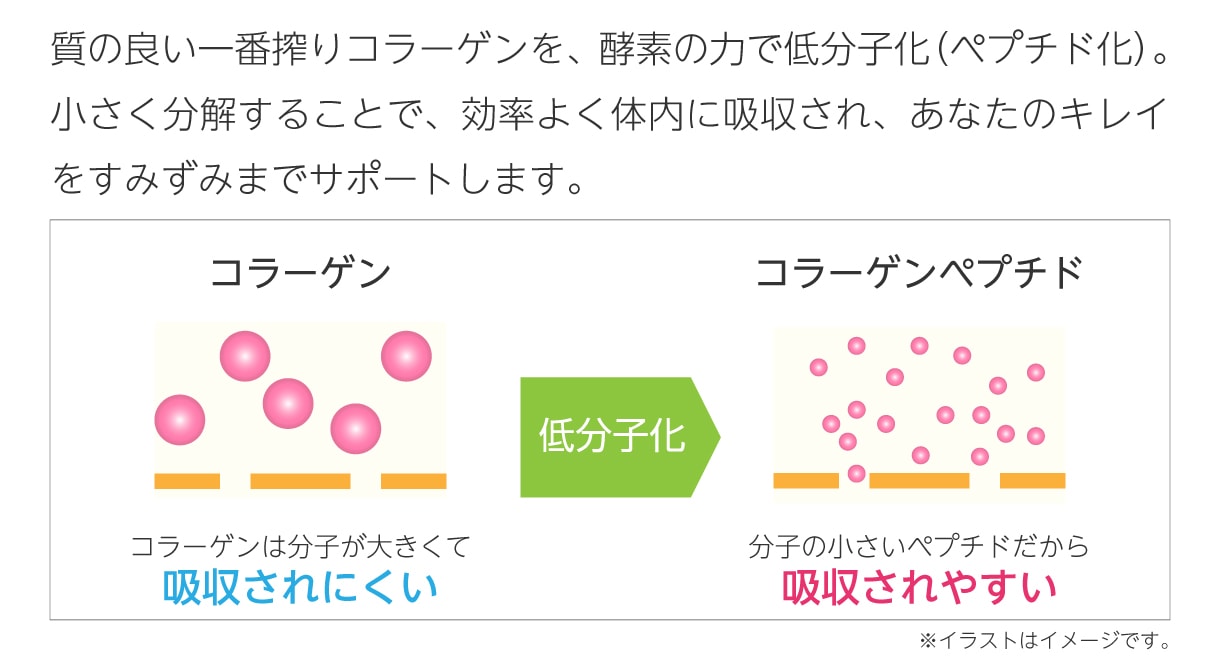 質の良い一番搾りコラーゲンを、酵素の力で低分子化（ペプチド化）。小さく分解することで、効率よく体内に吸収され、あなたのキレイをすみずみまでサポートします。fgi.コラーゲンは分子が大きくて吸収されにくい→分子の小さいコラーゲンペプチドだから吸収されやすい