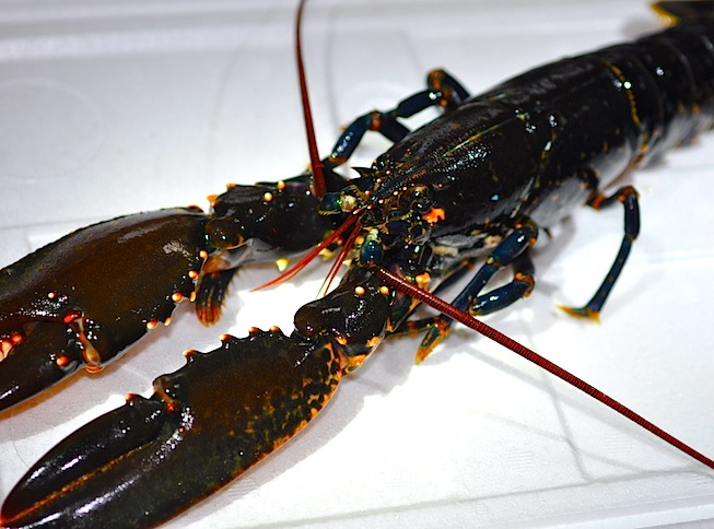 ブルーオマール ロブスター販売店hotlobster