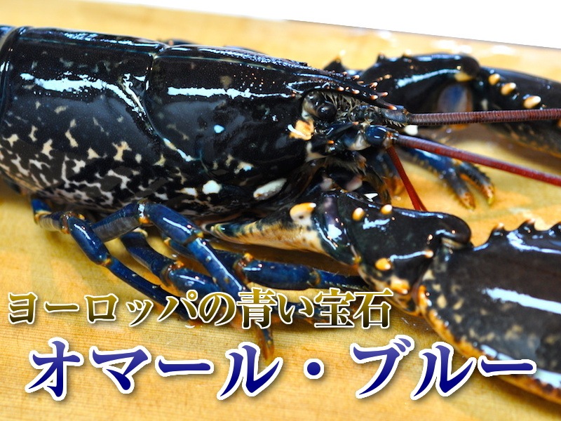 ブルーオマール ロブスター販売店hotlobster