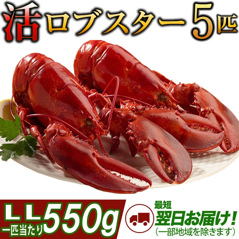 天然カナダ アメリカ東海岸産 活ロブスターｌｌ オマール海老 エビ 550g 5尾