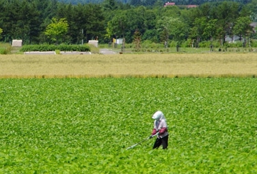 北海道十勝の小豆一粒にかける生産者