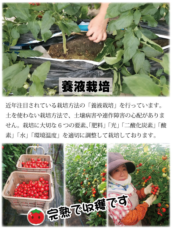 和歌山 中居農園の完熟ミニトマト直送 【リカーズショップまつもと】
