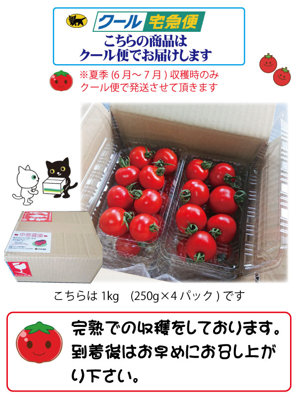 【訳あり】朝どり完熟フルーツミニトマト 3kg