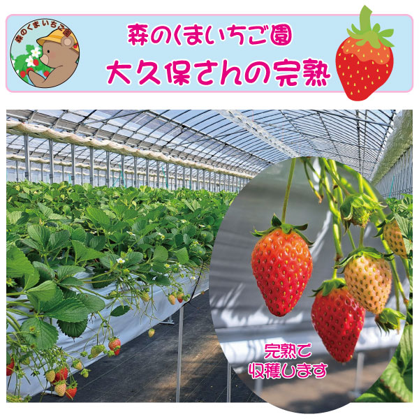 完熟 いちご まりひめ レギュラー 中粒 4パック 和歌山市 森のくまいちご園