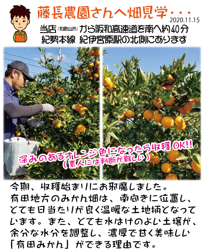 有田市宮原地区 藤長農園 お歳暮 有田みかん 5kg