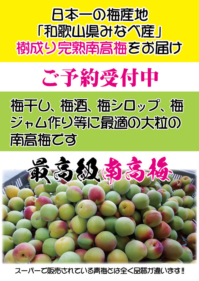 完熟南高梅 1kg 梅干し 梅酒 梅シロップ用 青梅 生梅