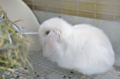ミックス（雑種） No.702 - うさぎ専門店ラッキーハート