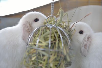 ミックス（雑種） No.702 - うさぎ専門店ラッキーハート