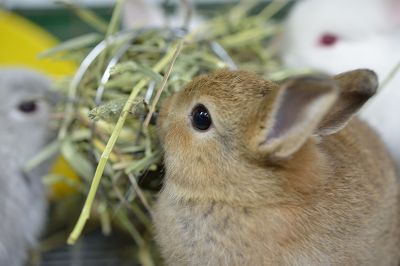 うさぎ ミックス（雑種）No.717 - うさぎ専門店ラッキーハート